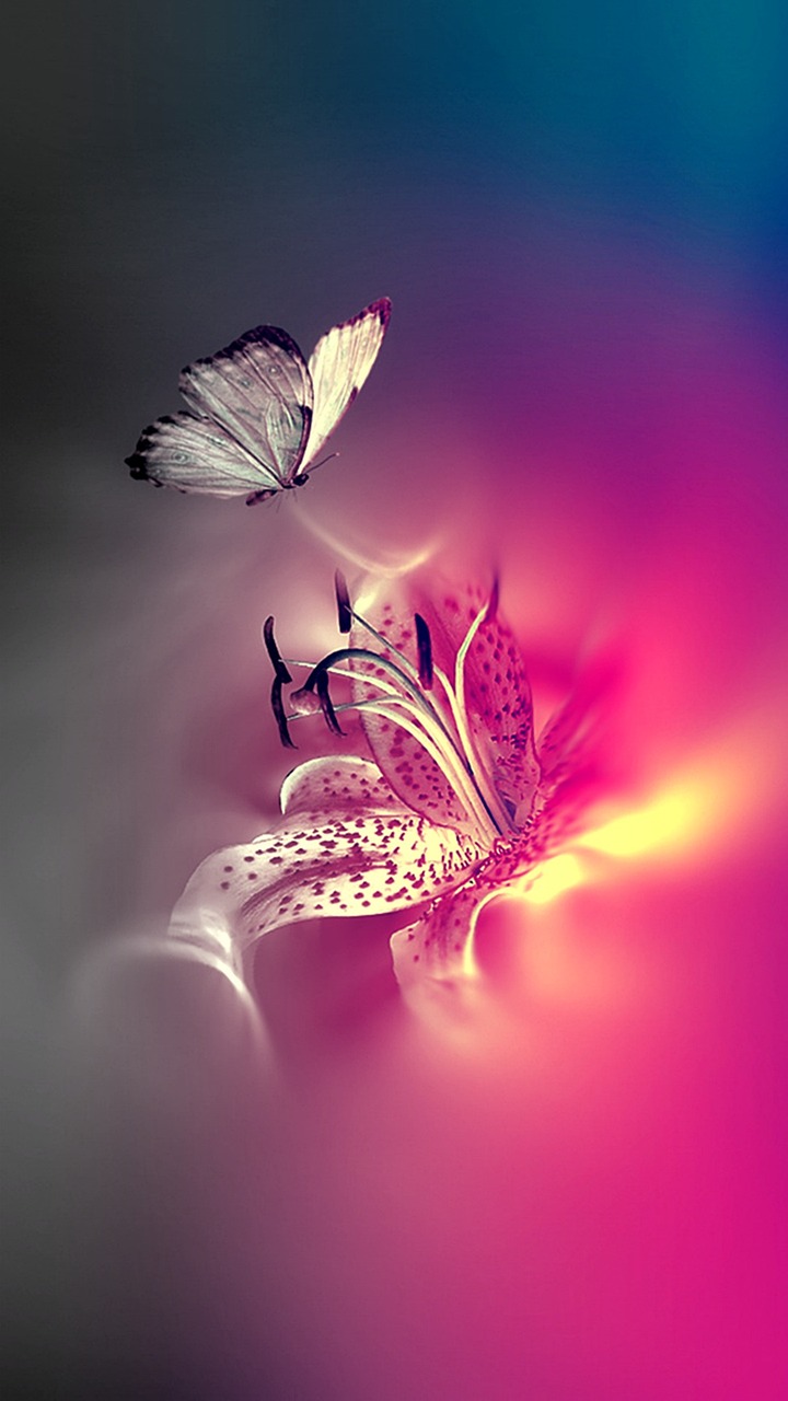 butterflies, pink, bug-1011195.jpg