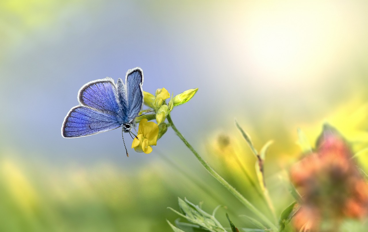 mazarine blue butterfly, beautiful flowers, butterfly-6400060.jpg