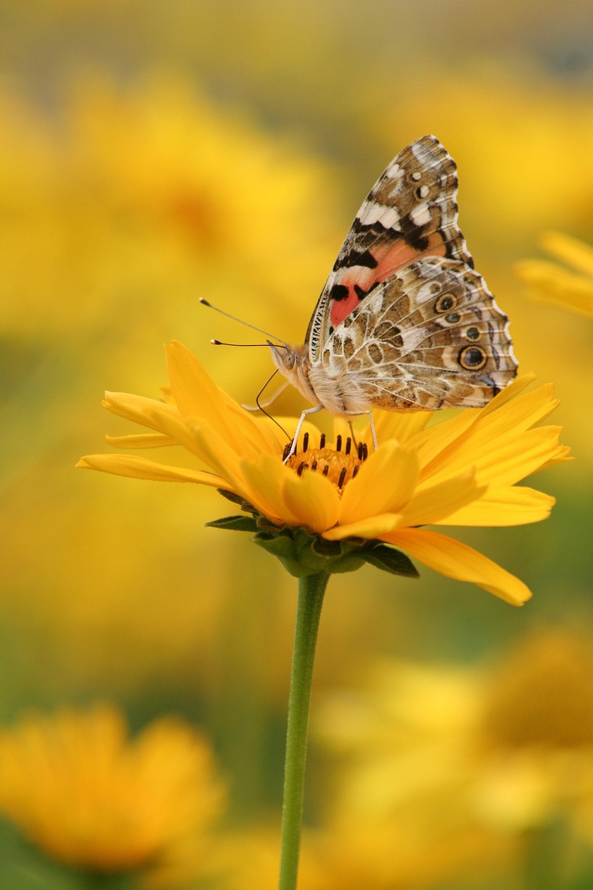 butterfly, flower, flower background, pollinate, flower wallpaper, beautiful flowers, pollination, insect, winged insect, butterfly wings, bloom, blossom, flora, fauna, nature, close up